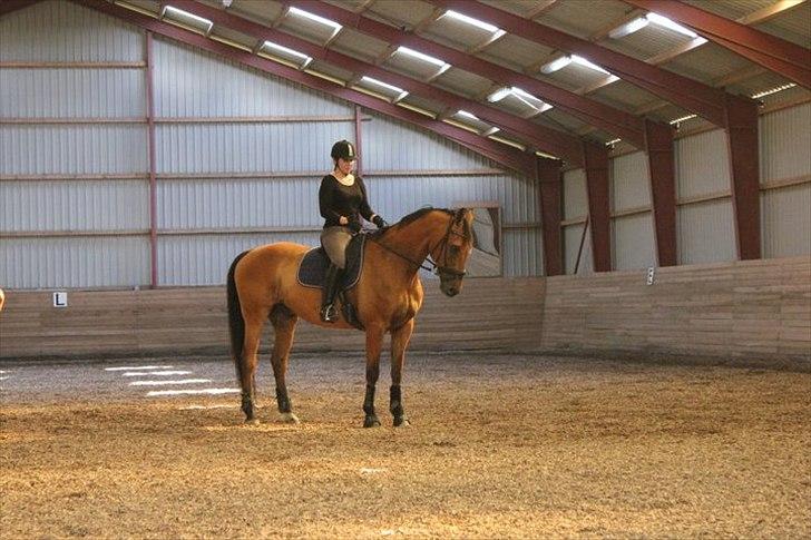 Dansk Varmblod Campos-F billede 13