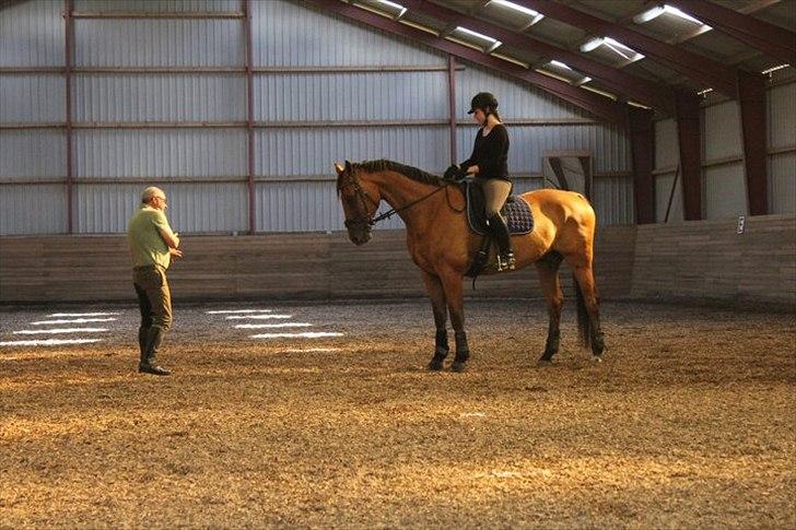 Dansk Varmblod Campos-F billede 14