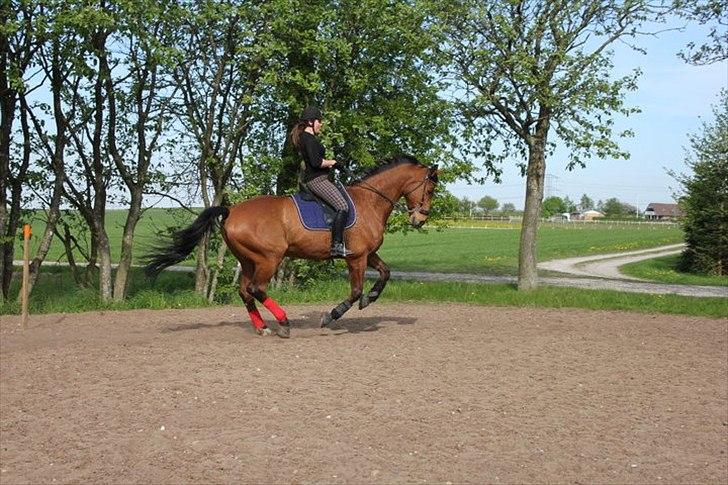 Dansk Varmblod Campos-F billede 15