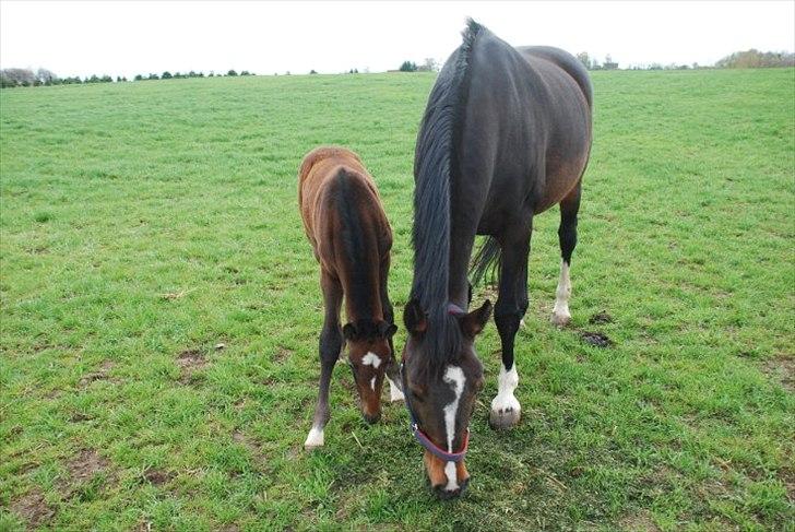 Dansk Varmblod Bjergmoses Lucky Lady - Lady og mogens!(Østergaards Castello)
 billede 3