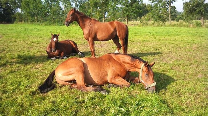 Dansk Varmblod Campos-F billede 16