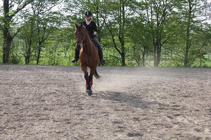 Dansk Varmblod Campos-F billede 17