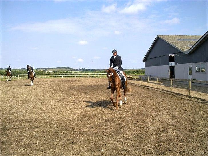 Dansk Varmblod French Kiss(Røde) - Aalestrup 4års championat billede 12
