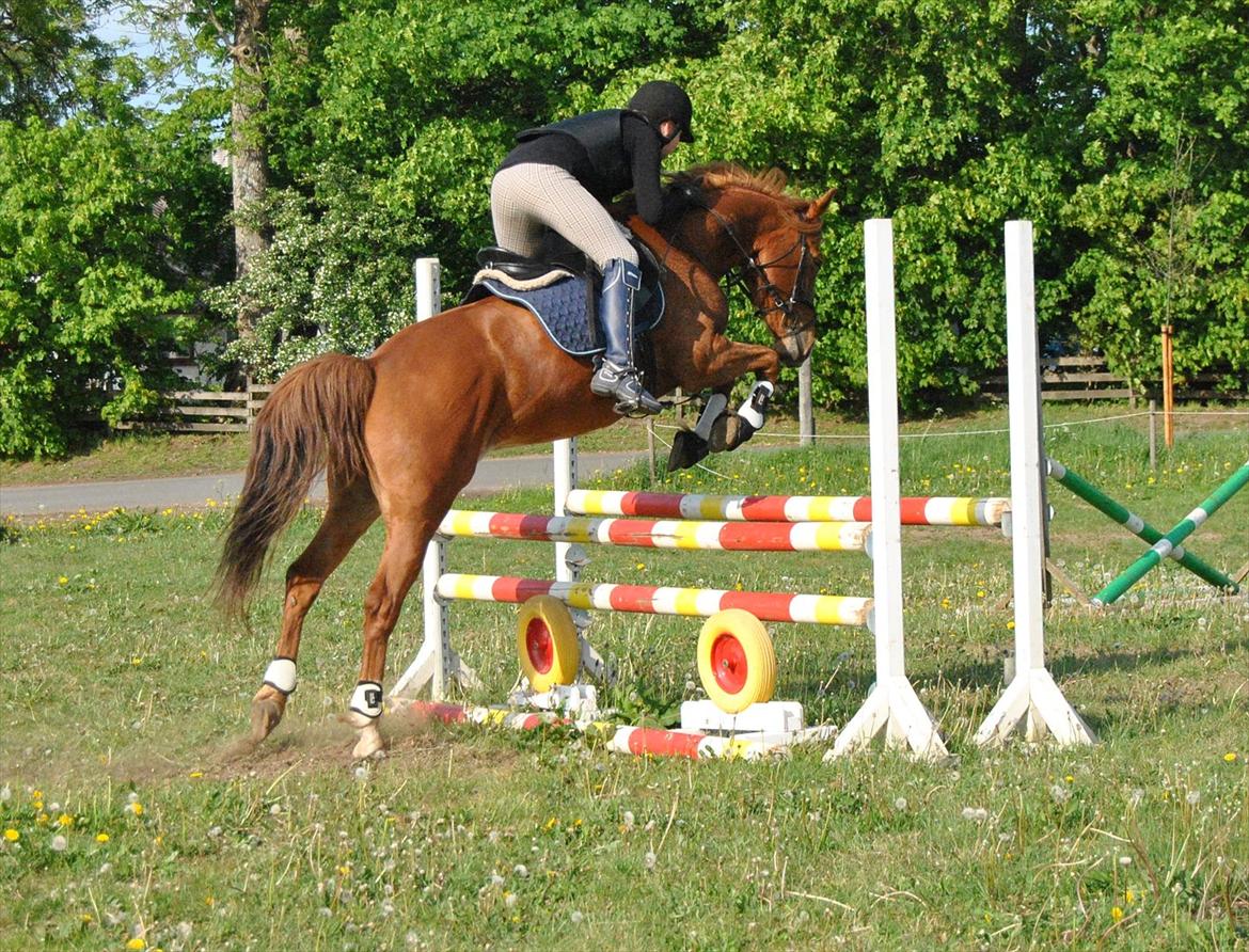 Anden særlig race Rosholmen's Kasmir - Spring træning foråret 2011. Det er første gang i et halvt år i springer ;-) billede 11