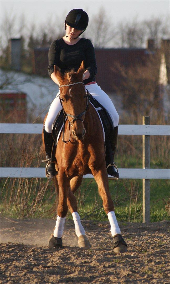 Anden særlig race Rosholmen's Kasmir - Træning i maj 2011 billede 15
