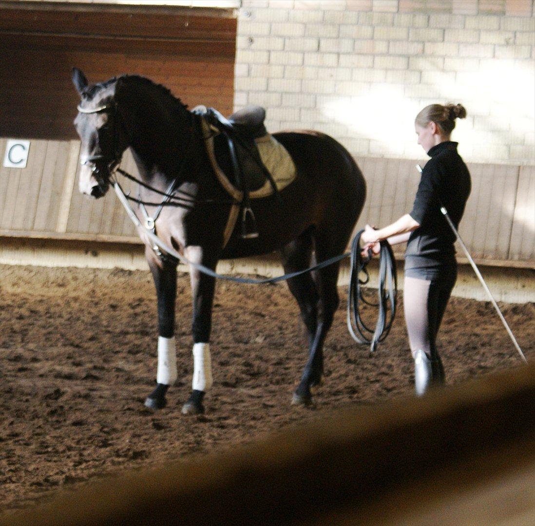 Holstener Iris Von Harknag Solgt :( - Velkommen til Iris von Harknags profil :) billede 1