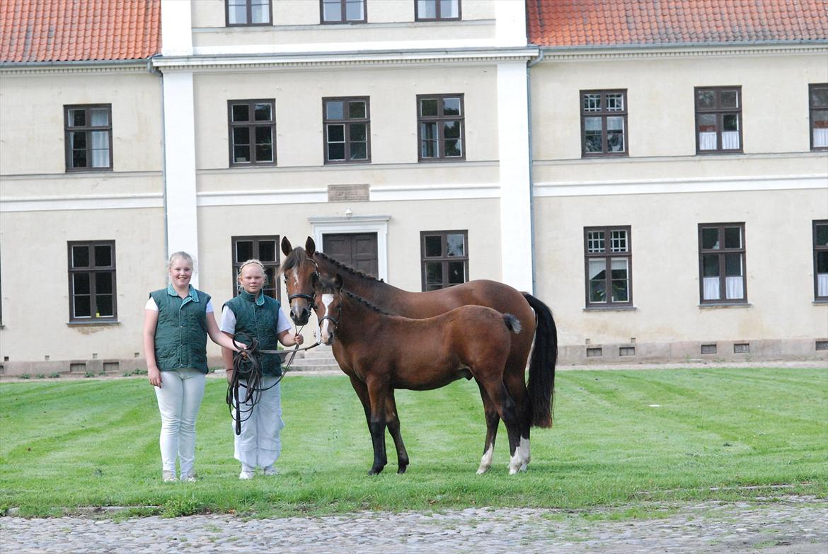 New Forest Vognmandgårdens Allstar - Allstar og hendes føl, Alberto, foran hovedbygningen på Vilhelmsborg. Alberto blev Bedste Føl i Reg. 1 2011. billede 7