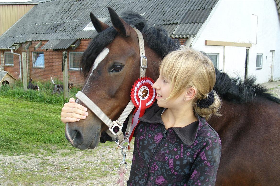 Hollandsk Sportspony Isabella Af Mindet - Efter stævne på HDR. 1 PLADS ! <3 billede 6