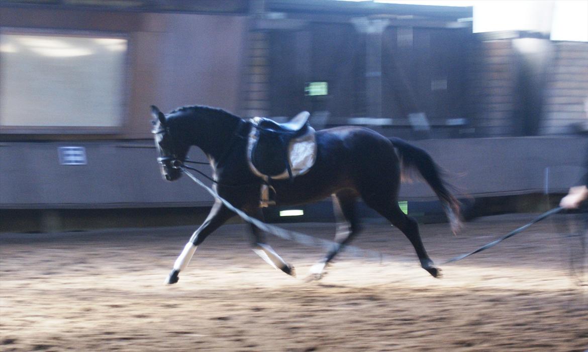 Holstener Iris Von Harknag Solgt :( - Fritrav i Tyskland d.19/08-2011 billede 3