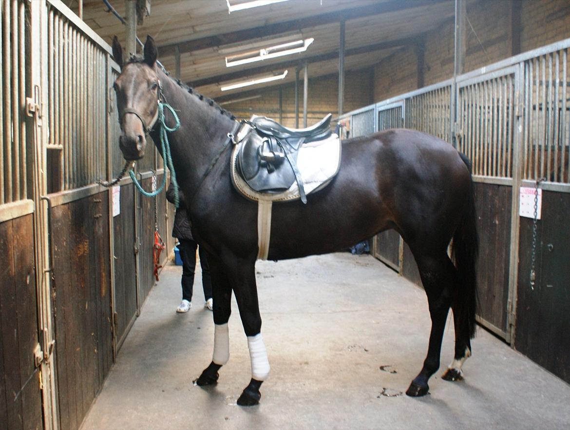 Holstener Iris Von Harknag Solgt :( - taget d.19/08-2011 billede 4