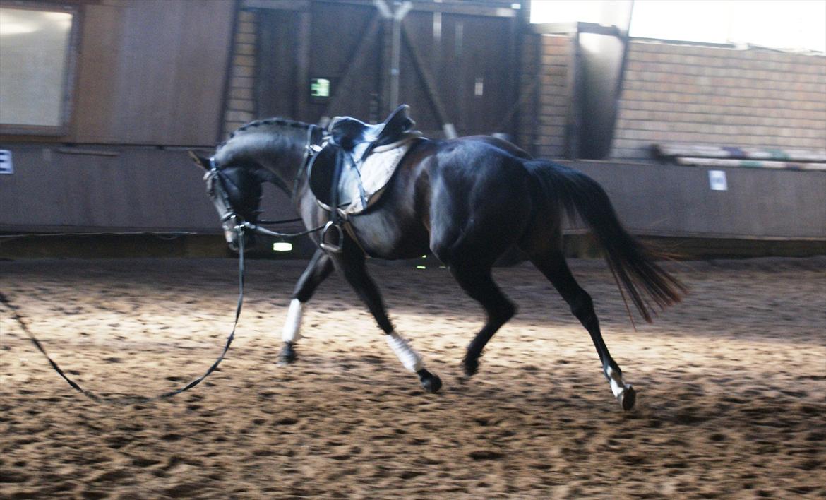 Holstener Iris Von Harknag Solgt :( - Fritrav i Tyskland d.19/08-2011 billede 2