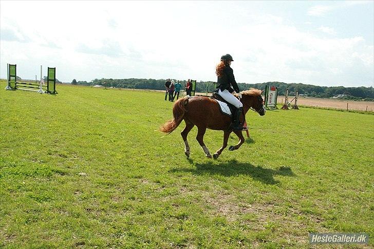 Anden særlig race Daisy - mitalt.<3 - Farmland Cup, Hedensted. LC - 4 fejl. 20/08 - 2011. Foto - Helle Nielsen. billede 3