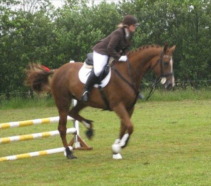 Dansk Varmblod Elbækgårds Lexa billede 4