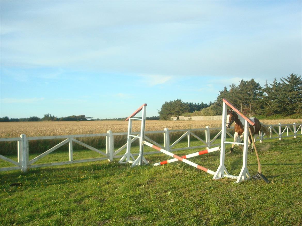 Pinto Quintano billede 13