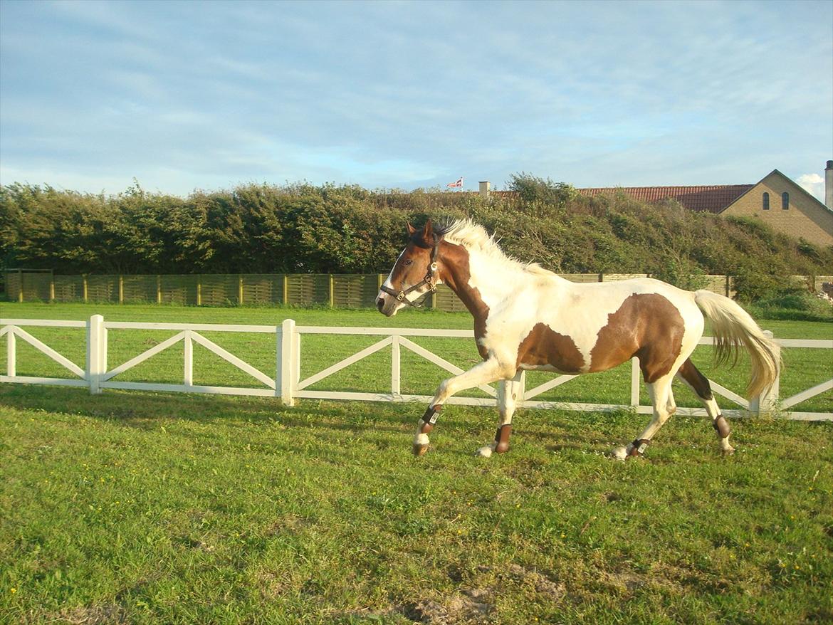 Pinto Quintano billede 14