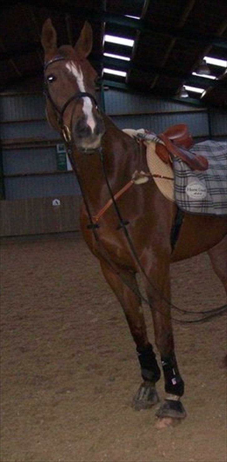 Dansk Varmblod Elbækgårds Lexa billede 7