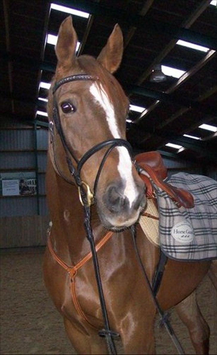 Dansk Varmblod Elbækgårds Lexa billede 9