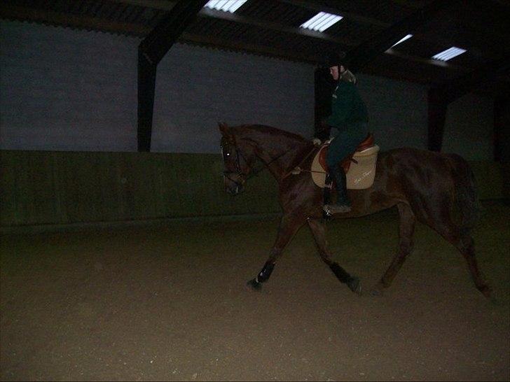 Dansk Varmblod Elbækgårds Lexa billede 10