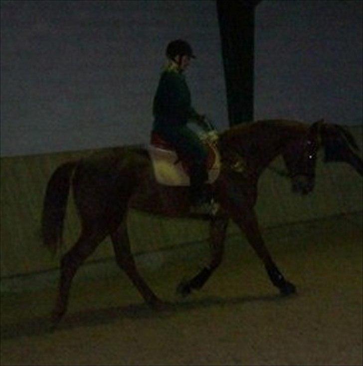 Dansk Varmblod Elbækgårds Lexa billede 11