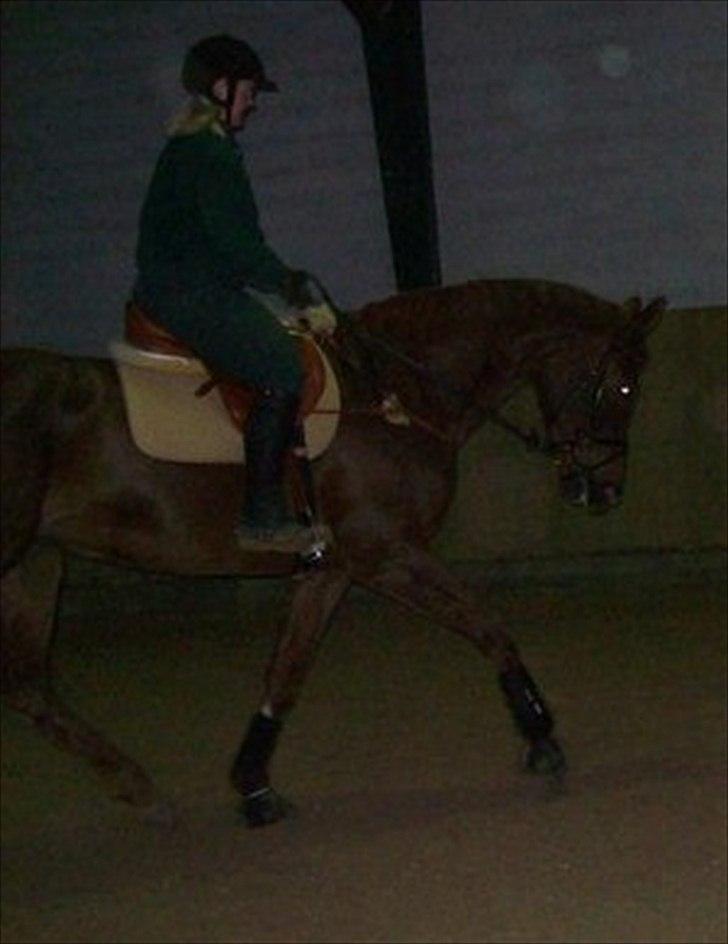 Dansk Varmblod Elbækgårds Lexa billede 12