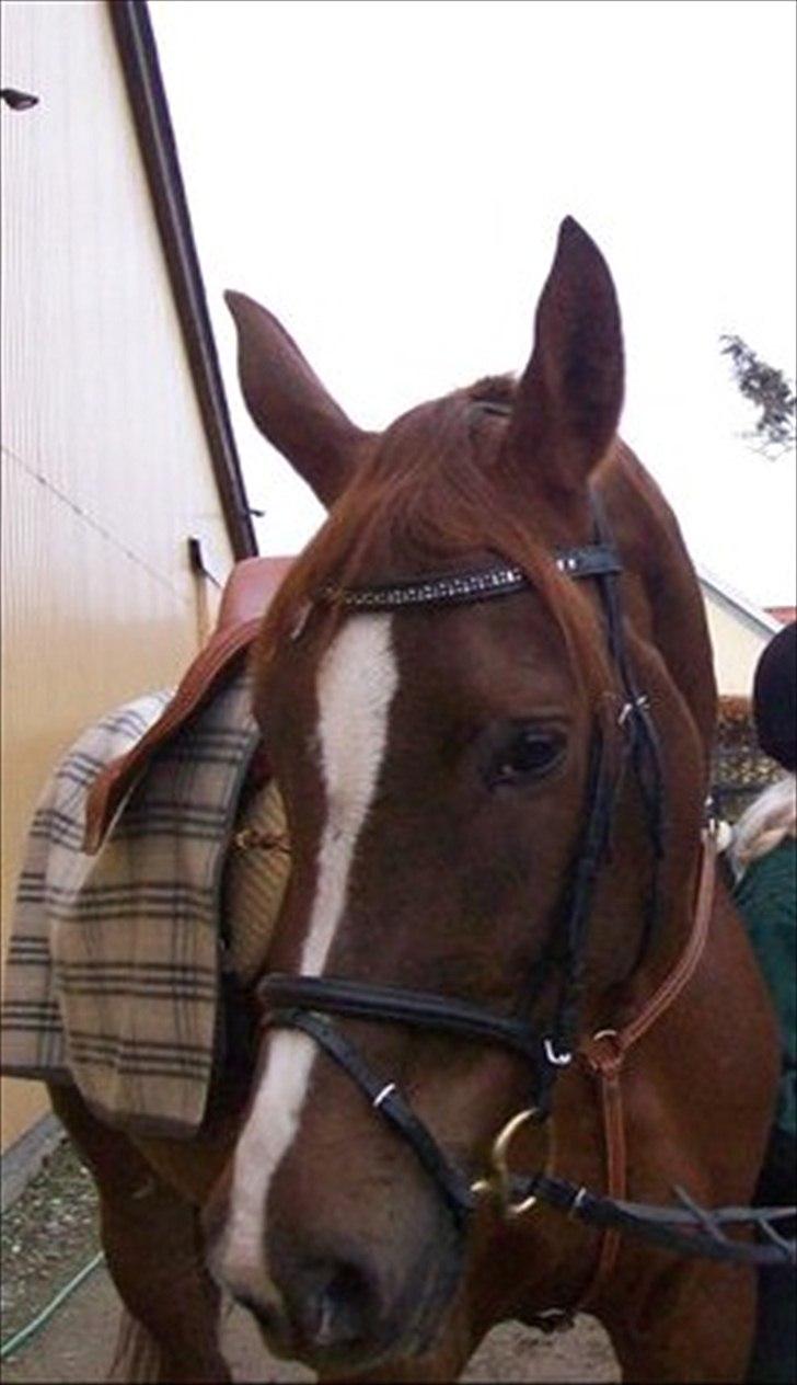 Dansk Varmblod Elbækgårds Lexa billede 6