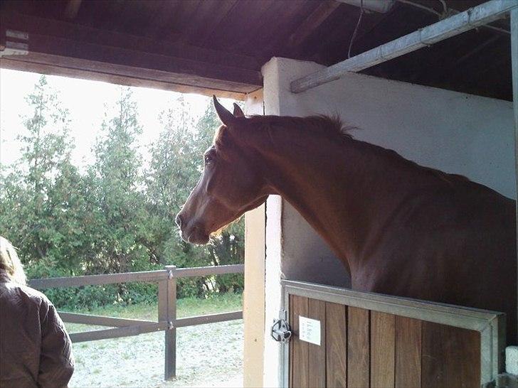 Dansk Varmblod Elbækgårds Lexa billede 13