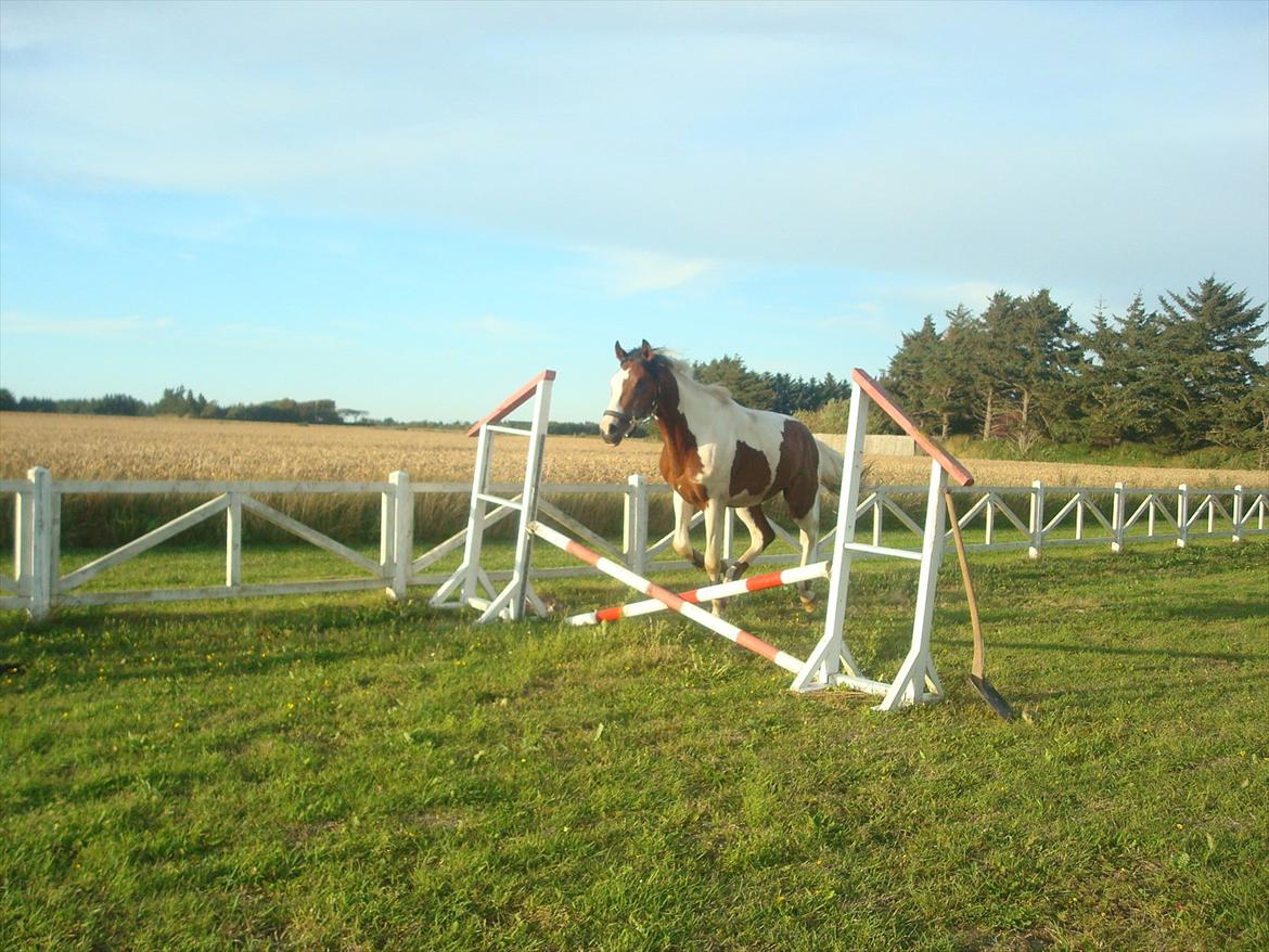 Pinto Quintano billede 15