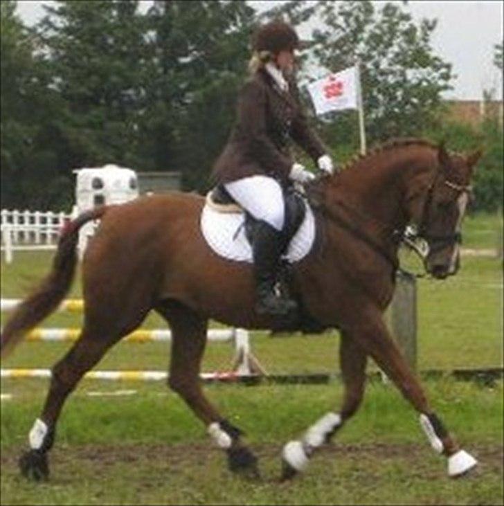 Dansk Varmblod Elbækgårds Lexa billede 2