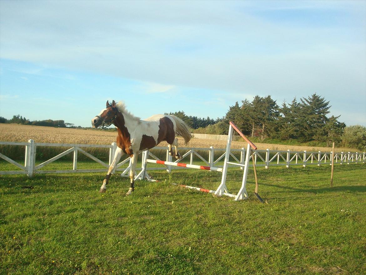 Pinto Quintano billede 16