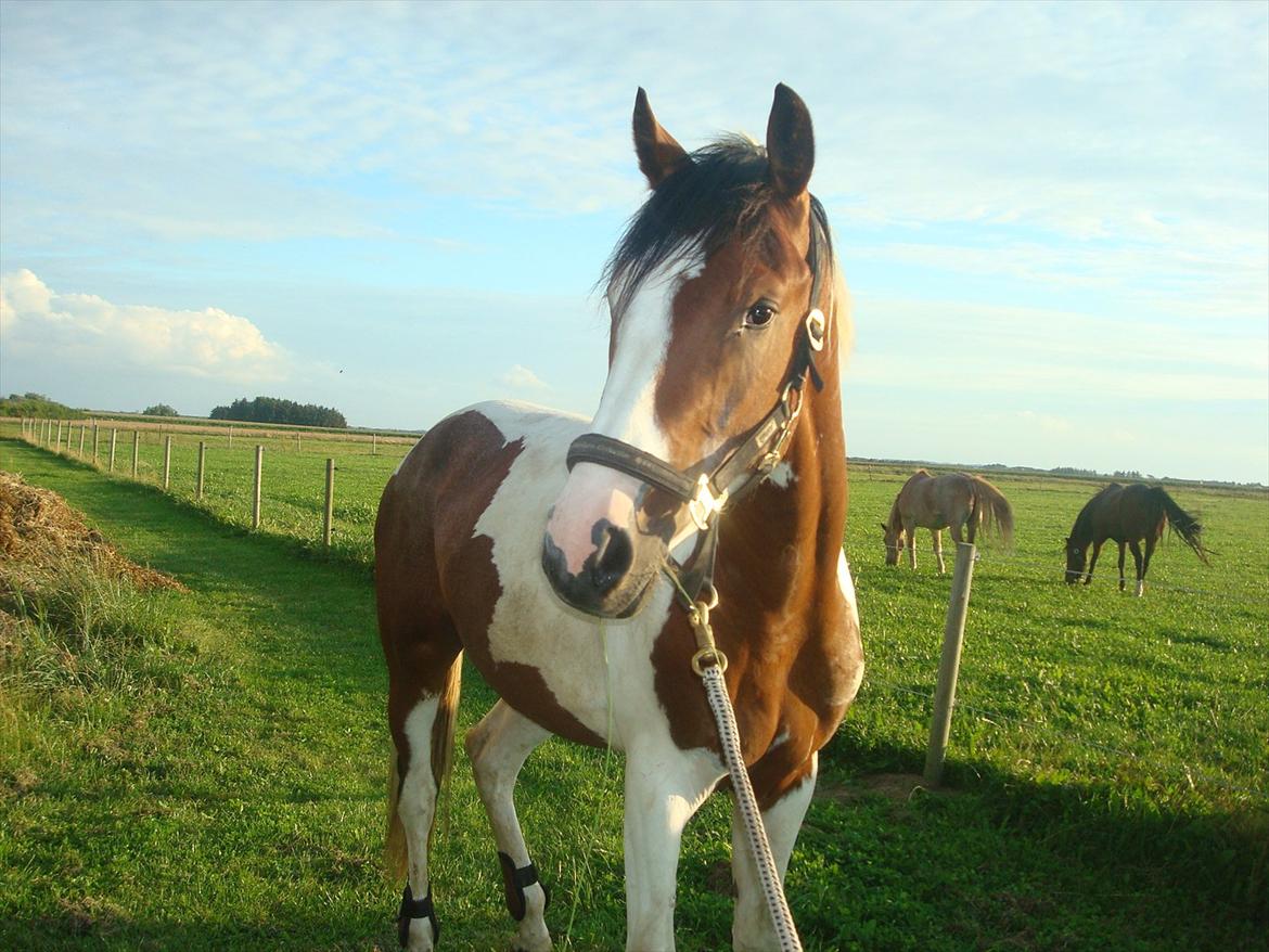 Pinto Quintano billede 17