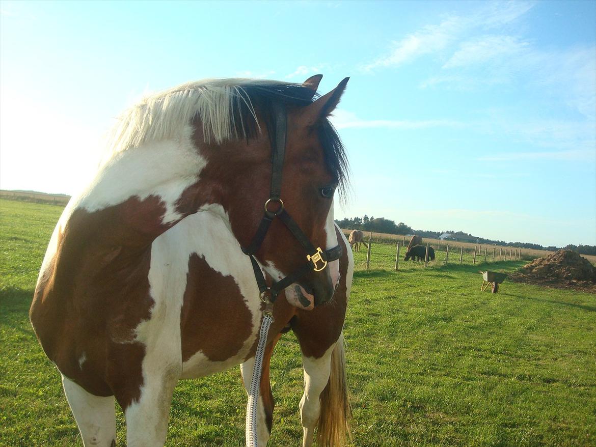 Pinto Quintano billede 18