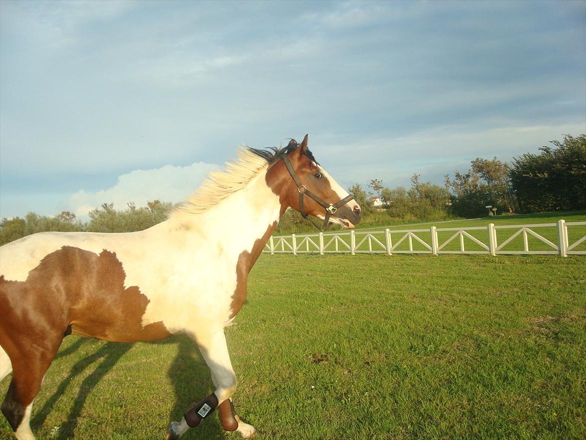 Pinto Quintano billede 19