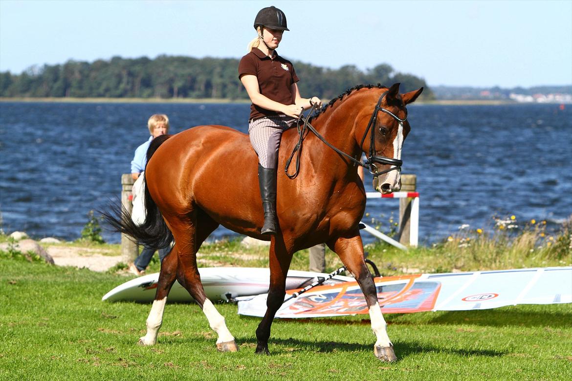 Hannoveraner Little Miss Lesly - Ridetur ved vandet (Foto: Freja) billede 4