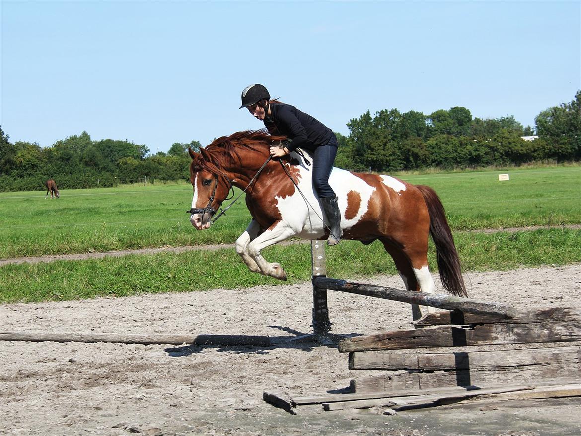 Pinto Martell <3 - Tidl. part. - Man må give Martell noget credit, for hans evner i spring. Trods vores meget fejlagtigt korte afsæt, formår han at tage springet med lethed og uden nedrivning. Men jeg fik da lov til at skære en grimasse. ;) | Fotograf: Matthew - 20.08.11 | billede 11