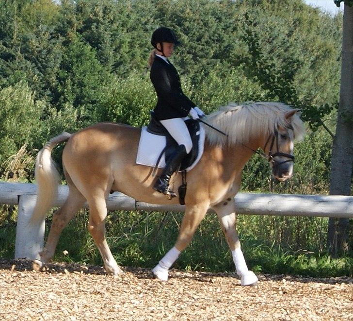 Haflinger Nocturne Lundgaard | - Stævne d. 20/8<3. billede 13