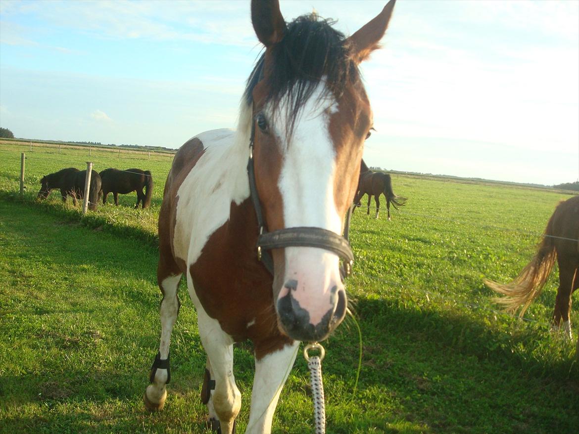 Pinto Quintano billede 20