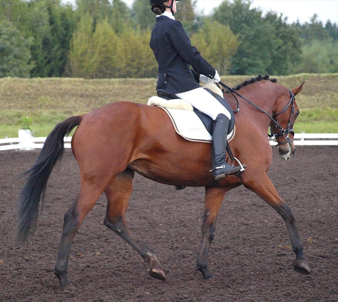 Dansk Varmblod Grevens Limone (Tøssen, Grevinden) - Billund Rideklub 20 august 2011 billede 5