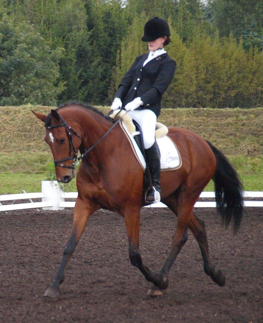 Dansk Varmblod Grevens Limone (Tøssen, Grevinden) - Billund Rideklub 20 august 2011 billede 3