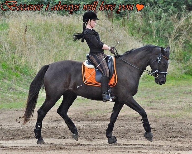 Oldenborg Schooting Star | DRØMMEHESTEN | R.I.P ):<3 - 14: Fotograf : Heidi Jensen billede 9