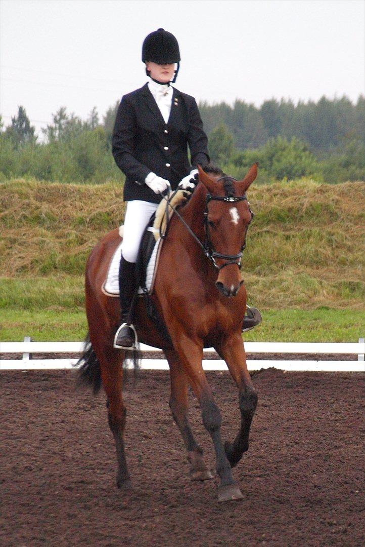 Dansk Varmblod Grevens Limone (Tøssen, Grevinden) - Billund Rideklub 20 august 2011 billede 4