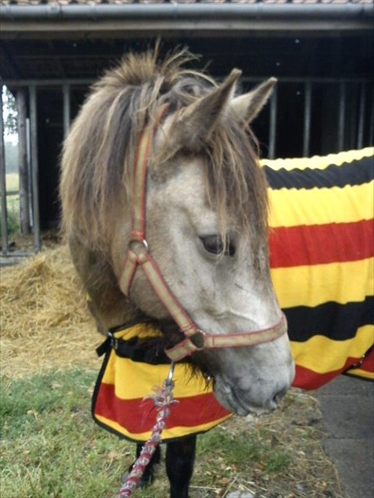 Islænder Olina billede 13