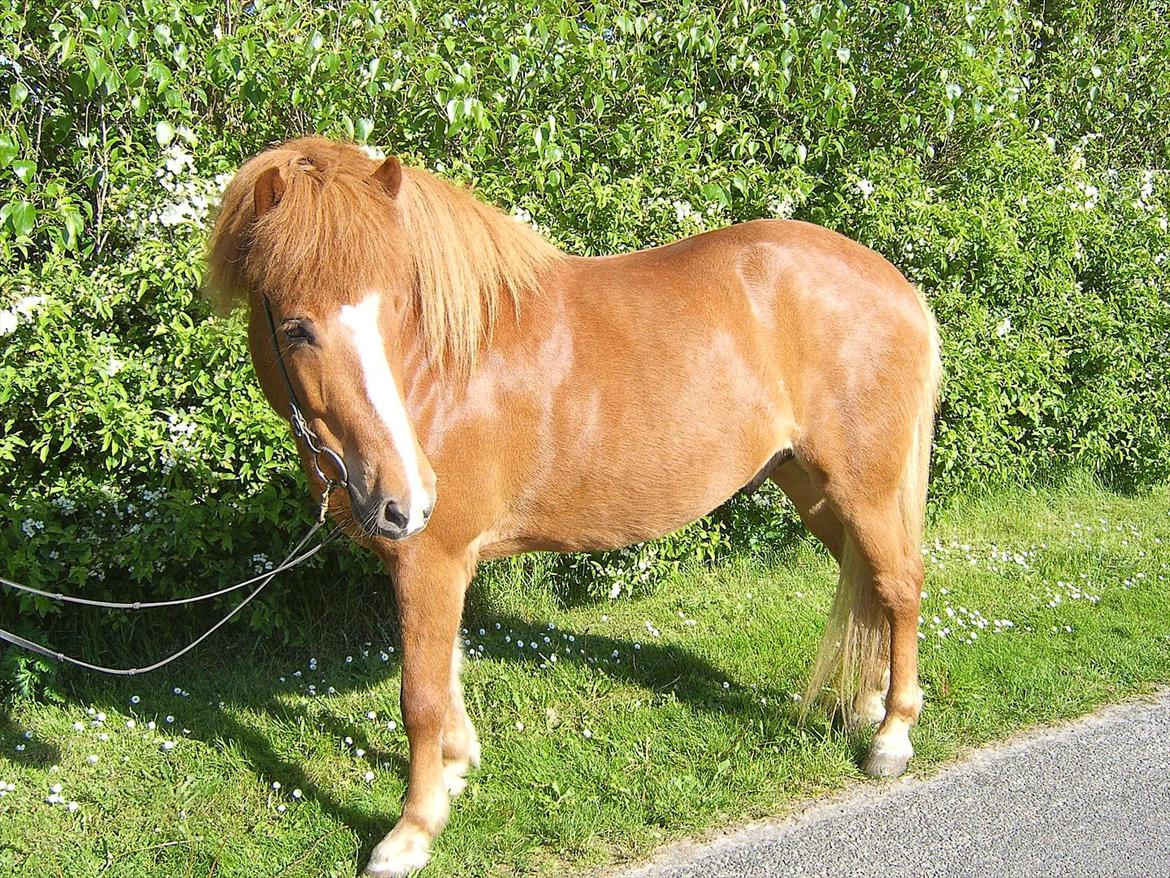 Islænder Þjassi *Solgt* billede 12