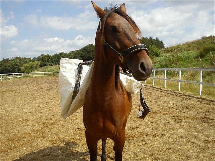 Shagya Araber (SH) Bahebec Takhises *Basse* - *SOLGT* - Dygtig! <3 billede 11