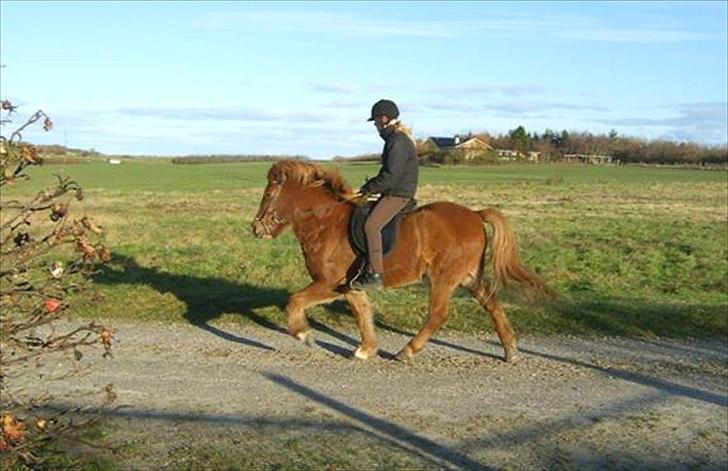 Islænder Þjassi *Solgt* - RET RYGGEN CHRISTINA ! billede 13