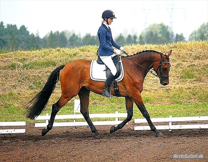 Dansk Varmblod Rimplers Hector Pascal billede 13