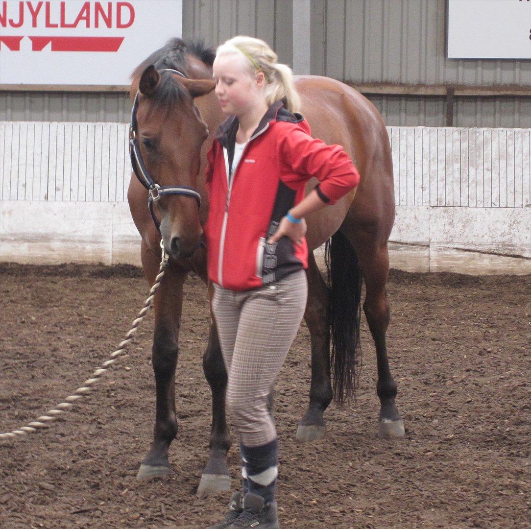 Dansk Varmblod Christianelunds Hector billede 11