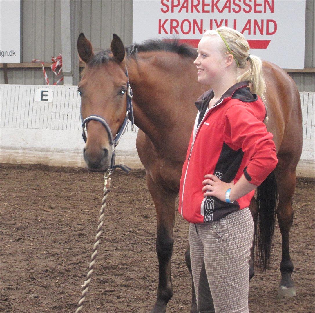 Dansk Varmblod Christianelunds Hector billede 12