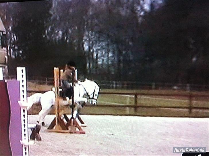 Anden særlig race Flying Snow (solgt 10/2-12) billede 15