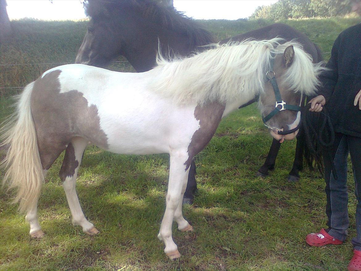Anden særlig race Björk - Cirka 1 år gammel. (-: billede 8