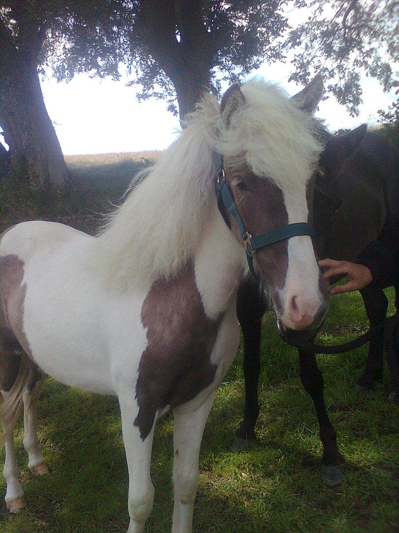 Anden særlig race Björk billede 9